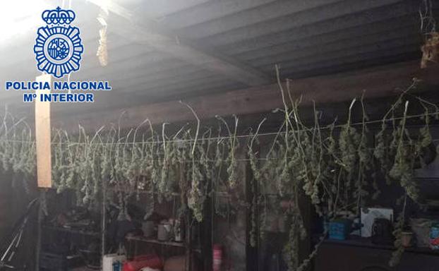 Detenidas seis personas con 225 kilos de marihuana, que cultivaban en Villamediana